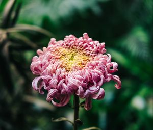 Preview wallpaper chrysanthemum, pink, bud, stem, blur