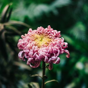 Preview wallpaper chrysanthemum, pink, bud, stem, blur