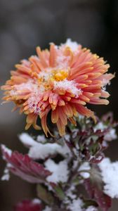 Preview wallpaper chrysanthemum, snow, bud