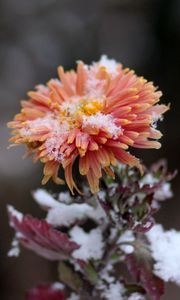 Preview wallpaper chrysanthemum, snow, bud