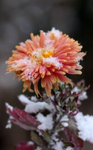 Preview wallpaper chrysanthemum, snow, bud