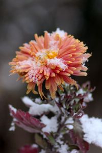 Preview wallpaper chrysanthemum, snow, bud