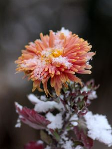 Preview wallpaper chrysanthemum, snow, bud