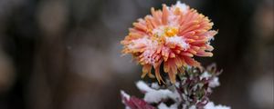 Preview wallpaper chrysanthemum, snow, bud