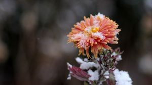 Preview wallpaper chrysanthemum, snow, bud