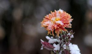 Preview wallpaper chrysanthemum, snow, bud