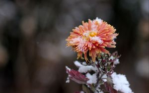 Preview wallpaper chrysanthemum, snow, bud