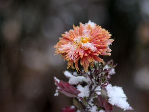 Preview wallpaper chrysanthemum, snow, bud