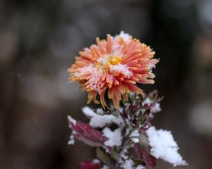 Preview wallpaper chrysanthemum, snow, bud