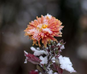 Preview wallpaper chrysanthemum, snow, bud