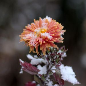 Preview wallpaper chrysanthemum, snow, bud