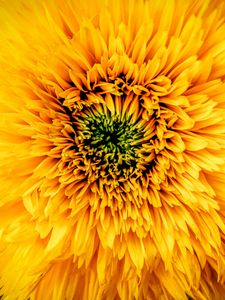 Preview wallpaper chrysanthemum, yellow, petals, bud