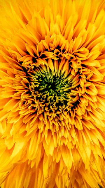 360x640 Wallpaper chrysanthemum, yellow, petals, bud