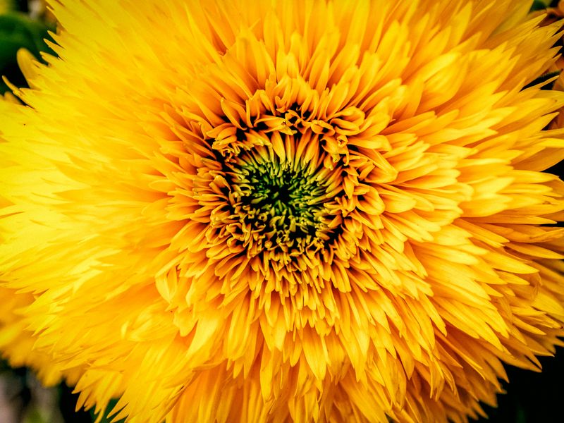 800x600 Wallpaper chrysanthemum, yellow, petals, bud