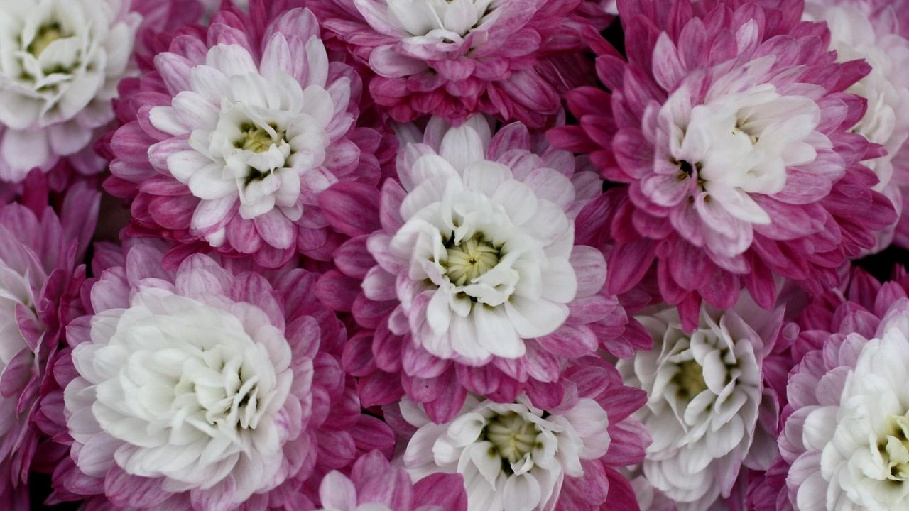 Wallpaper chrysanthemums, bi-color, petals, close-up