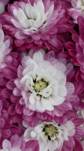 Preview wallpaper chrysanthemums, bi-color, petals, close-up