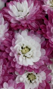 Preview wallpaper chrysanthemums, bi-color, petals, close-up