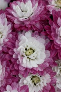 Preview wallpaper chrysanthemums, bi-color, petals, close-up