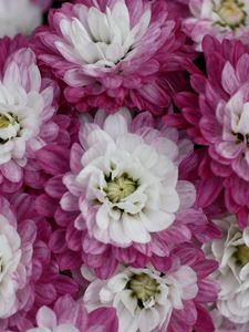 Preview wallpaper chrysanthemums, bi-color, petals, close-up