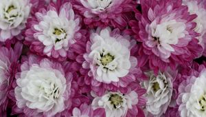 Preview wallpaper chrysanthemums, bi-color, petals, close-up