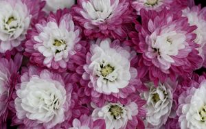 Preview wallpaper chrysanthemums, bi-color, petals, close-up