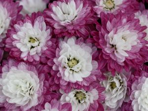 Preview wallpaper chrysanthemums, bi-color, petals, close-up