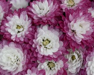 Preview wallpaper chrysanthemums, bi-color, petals, close-up