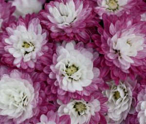 Preview wallpaper chrysanthemums, bi-color, petals, close-up