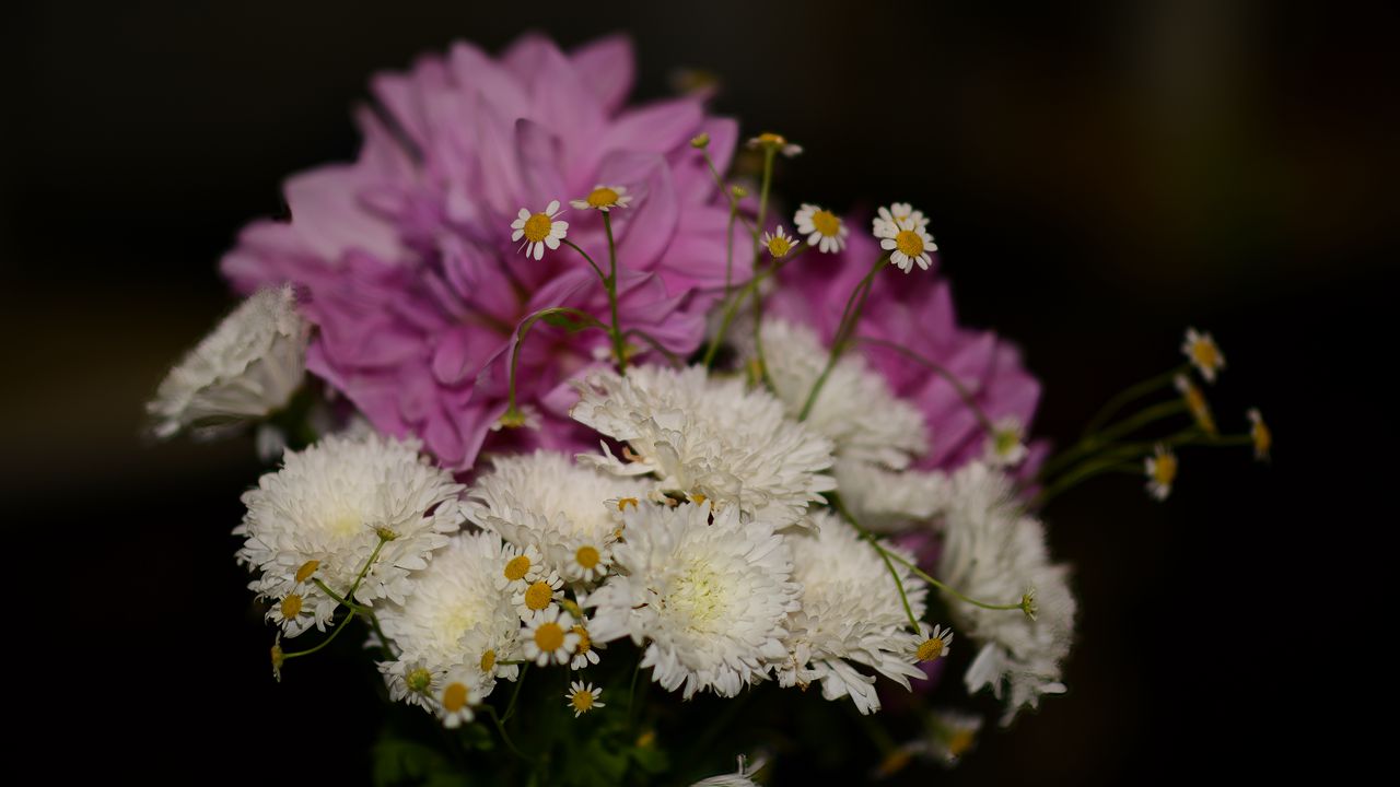 Wallpaper chrysanthemums, daisies, bouquet, flowers