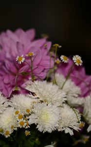 Preview wallpaper chrysanthemums, daisies, bouquet, flowers