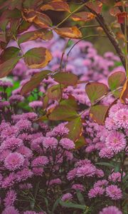 Preview wallpaper chrysanthemums, flowerbed, bloom, flowers