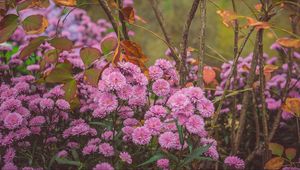 Preview wallpaper chrysanthemums, flowerbed, bloom, flowers