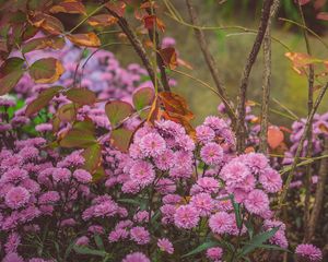 Preview wallpaper chrysanthemums, flowerbed, bloom, flowers