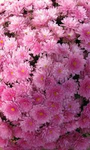 Preview wallpaper chrysanthemums, flowers, balloon, pink