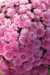 Preview wallpaper chrysanthemums, flowers, balloon, pink