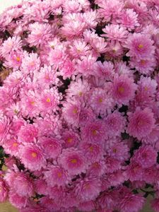 Preview wallpaper chrysanthemums, flowers, balloon, pink