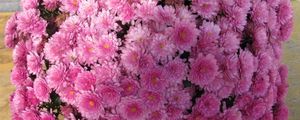 Preview wallpaper chrysanthemums, flowers, balloon, pink