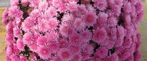 Preview wallpaper chrysanthemums, flowers, balloon, pink
