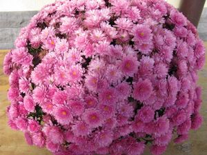 Preview wallpaper chrysanthemums, flowers, balloon, pink