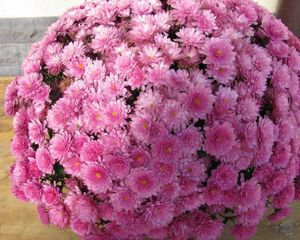 Preview wallpaper chrysanthemums, flowers, balloon, pink