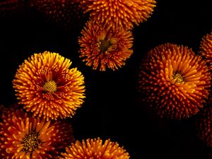 Preview wallpaper chrysanthemums, flowers, bloom, yellow