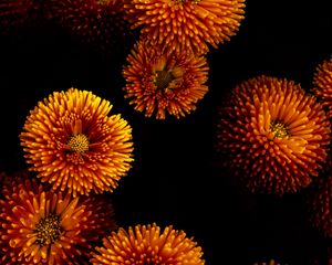 Preview wallpaper chrysanthemums, flowers, bloom, yellow