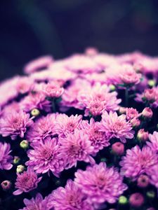 Preview wallpaper chrysanthemums, flowers, bouquet, purple, bloom