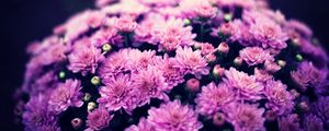 Preview wallpaper chrysanthemums, flowers, bouquet, purple, bloom