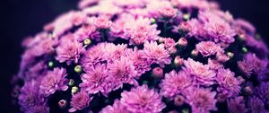 Preview wallpaper chrysanthemums, flowers, bouquet, purple, bloom