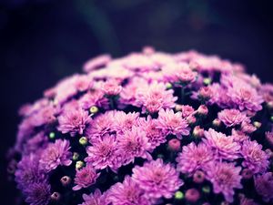 Preview wallpaper chrysanthemums, flowers, bouquet, purple, bloom