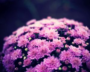 Preview wallpaper chrysanthemums, flowers, bouquet, purple, bloom