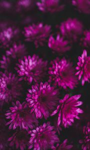 Preview wallpaper chrysanthemums, flowers, bouquet, purple