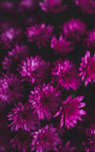 Preview wallpaper chrysanthemums, flowers, bouquet, purple