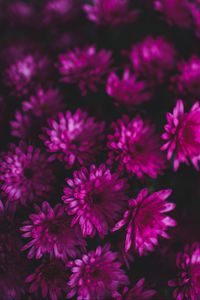 Preview wallpaper chrysanthemums, flowers, bouquet, purple
